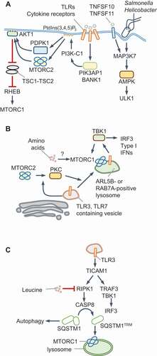 Figure 2. MTORC1 and AMPK regulation during infection and innate immune signaling. (A) TLR activation results in the recruitment of the adaptors PIK3AP1/BCAP or BANK1 that activate PI3K-C1 and PtdIns(3,4,5)P3 production. Infection by Salmonella or Helicobacter or exposure to TNFSF10/TRAIL, TNFSF11/RANKL and TLR9 stimulate MAP3K7/TAK1-dependent phosphorylation and activation of AMPK, which stimulates ULK1-dependent autophagy. (B) Activation of endosomal TLRs such as TLR3 or TLR7 results in MTORC1-dependent activation of TBK1 and type I IFN production. During TLR3 signaling, PKC activation by MTORC2 promotes trafficking to cell periphery to lysosomes that are positive for RAB7A. TLR7 activation results in its trafficking to ARL5B/ARL8-positive lysosomes for TBK1 activation. TBK1 may also contribute to MTORC1 activation. Amino acids may promote lysosomal localization of MTORC1; however, this remains to be tested. (C) TLR3 signaling through its adaptor TICAM1/TRIF triggers the cleavage of SQSTM1/p62 via RIPK1 and CASP8 at Asp329. The trimmed protein, SQSTM1/p62TRM, is required for MTORC1 activation in response to amino acids and leucine. Full-length SQSTM1 selectively participates in autophagy maturation, whereas SQSTM1/p62TRM promotes MTORC1 and suppresses autophagy