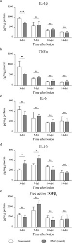 Figure 5 Quantification of pro-inflammatory and anti-inflammatory cytokines. Cytokine quantification performed on protein lysates obtained from distal stumps of injured sciatic nerves of non-treated (white box) and BMC-transplanted animals (gray box) through a bead-based immunoassay. Concentration of (a) IL-1β, (b) TNFα, (c) IL-6, (d) IL-10, and (e) free active form of TGFβ1 relativized to total protein in each sample previously estimated by Bradford’s assay. Values were obtained in three independent experiments (one animal per experimental group) and are expressed as the mean ± SD. Statistical analysis performed through two-way ANOVA(p value for interacting significance: IL-1β, .0002; TNFα, .0124; IL-6, .3335; IL-10, .0044; and free active form of TGFβ1, .0026), followed by Bonferroni’s multiple comparison post-test (* p < .05; ** p < .01; *** p < .001). ANOVA: analysis of variance; BMC: bone marrow cell; IL: interleukin; ns: not significant; TGF: transforming growth factor; TNF: tumor necrosis factor; SD: standard deviation.