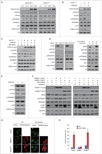 Figure 2 (see previous page). EZH2 regulates autophagy through the MTOR pathway. (A) A FLAG-tagged EZH2 (WT) or EZH2H689A mutant was individually transfected into MCF-7 cells for up to 48 h. Cell extracts were extracted and then analyzed with immunoblotting as indicated. (B) A FLAG-tagged EZH2Y641H mutant or an empty plasmid was individually transfected into MCF-7 cells. At 24 h post-transfection, cells were then treated with or without GSK126 for 48 h. Cell extracts were extracted and then analyzed with immunoblotting as indicated. (C) A FLAG-tagged EZH2Y641H mutant or an empty plasmid was individually transfected into MCF-7 cells with or without GSK126. 24 h after transfection, cells were incubated in medium with or without serum for 24 h. Cell extracts were extracted and then analyzed with immunoblotting as indicated. (D) HeLa cells were transfected with control (NS) or 2 independent EZH2-specific siRNAs. After 48 h, cells were further transfected with RNAi-resistant rescue form of wt-EZH2 to rescue the expression of EZH2. The cell lysate was extracted and then analyzed with immunoblotting as indicated. (E) HeLa cells were treated with or without 2 μM GSK126 for 48 h. Cell lysates were extracted and analyzed with immunoblotting as indicated. (F and G) HeLa cells were transfected with an empty plasmid or plasmids expressing active (RHEBQ64L-FLAG) or inactive (RHEBD60K-MYC) RHEB mutants. 24 h after transfection, cells were then transfected with control (NS) or EZH2-specific siRNA for 48 h with or without protease inhibitors (E64 and pepstatin-A). Cell extracts were analyzed by immunoblotting as indicated (F). Endogenous LC3B punctate signals were observed under a confocal microscope. Scale bars: 10 μm (G). (H) Quantification of the number of LC3B puncta per cell in (G). Data in (H) are means ± s.d. (n=50 , 3 experimental repeats).