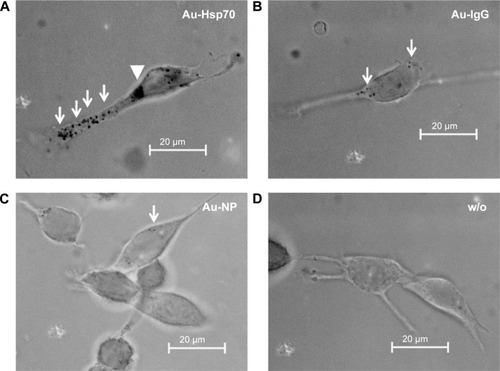 Figure 2 Vehicle specificity of antibody-coated gold nanoparticle uptake.Notes: CT26 mouse colon carcinoma cells were incubated with antibody-coated or uncoated gold nanoparticles at a concentration of 1 µg/mL for 24 hours at 37°C. (A) cmHsp70.1-coated gold nanoparticles (Au-Hsp70) were internalized into cells and are visible in the cytoplasm (arrows) and in perinuclear areas (arrowhead). (B) Gold nanoparticles coated with an isotype matched irrelevant control antibody (Au-IgG) were internalized to a much lower extent (arrows), and (C) uncoated gold nanoparticles (Au-NP) were not internalized or internalized randomly with low frequency (as indicated with an arrow). (D) Black dots representing nanoparticles are not detectable in unstained cells (bright field, objective 63×, scale bar 20 µm).Abbreviation: w/o, without.