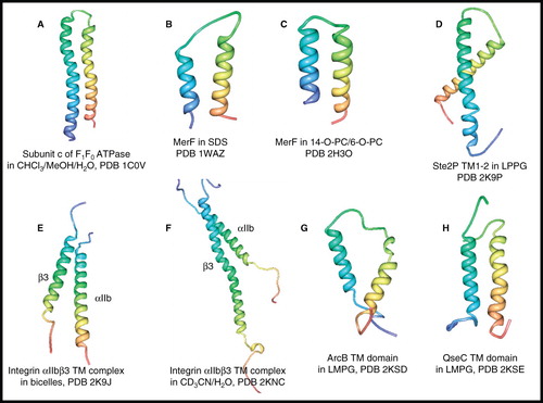 Figure 7. NMR structures of α-helical membrane proteins with two unique α-helices. Structures of (A) subunit c of F1F0 ATP synthase in CHCl3/MeOH/H2O, (B) MerF in SDS by solution-state NMR, (C) MerF in 14-O-PC/6-O-PC by solid-state NMR, (D) Ste2P (31–110) TM1-2 of yeast α-factor receptor in LPPG, (E) integrin αIIbβ3 complex in bicelles, (F) integrin αIIbβ3 complex in CD3CN/H2O, (G) ArcB TM domain (1–115) in LMPG, (H) QseC TM domain (1–185) in LMPG. All pictures were produced using the PDB file and PDB Protein Workshop 3.9 (Moreland et al. Citation2005). This Figure is reproduced in colour in Molecular Membrane Biology online.