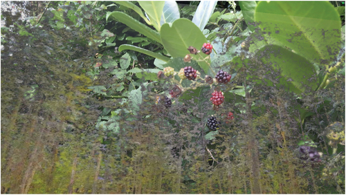Figure 8. Blackberries and laurel, framed by the Pacific Redwood screen in Sin Sol. Screenshot on iPhone ©Thea Pitman.