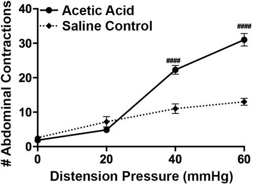 Figure 1 Induction of acute visceral hypersensitivity. Infusion of dilute acetic acid into the rat colon (i.c.) (n=7) increased colonic sensitivity quantified as an increase in the number of abdominal contractions when compared to saline controls (n=7). Data are expressed as mean ± SEM. Statistical significance was determined using Two-Way Repeated Measure ANOVA followed by a Bonferroni post-test: ####p<0.0001, compared to Saline control.