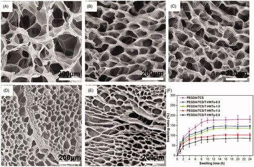 Figure 4. SEM images of (A) PEGDA/TCS and PEGDA/TCS/T-HNTs hydrogels with different contents of T-HNTs: (B) 0.5, (C) 1.0, (D) 1.5 and (E) 2.0 composite, (F) the corresponding swelling ratio of hydrogels.