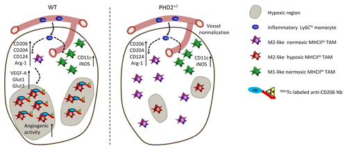 Figure 1. Heterogeneity of tumor-associated macrophages. Ly6Chi inflammatory or classical monocytes enter primary tumors and differentiate into MHCIIlo and MHCIIhi tumor-associated macrophages (TAMs). MHCIIlo and MHCIIhi TAMs express high levels of M2-associated (i.e., CD124, CD204, CD206, and arginase 1) or M1-associated (i.e., CD11c, iNOS) markers, respectively. Notably, MHCIIlo TAMs associate with hypoxic tumor regions, while MHCIIhi TAMs are located in close proximity of blood vessels. Consequently, 99mTc-labeled anti-CD206 nanobodies that target MHCIIlo TAMs can be used as hypoxia tracers. In Egln1-haplodeficient mice, tumor oxygenation is improved as a result of vessel normalization. Data obtained in this model demonstrate that hypoxia does not alter the abundance of M2-like or M1-like TAMs, but increases the expression of angiogenic and metabolic proteins, including VEGFA, GLUT1, and GLUT3 specifically in hypoxic MHCIIlo TAMs.