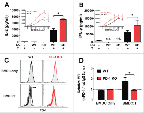 Figure 1. PD-1 expression on BMDCs inhibits IL-2 and IFNγ secretion by T cells. Cytokine secretion of (A) IL-2 and (B) IFNγ after a 2 d co-culture of CD8+ OT-I T cells with or without WT (black) or PD-1 KO (red) BMDCs pre-pulsed with 0.1 μg/mL OVA peptide (SIINFEKL). Inset figures show cytokine secretion from CD8+ OT-I T cells co-cultured with WT (black) or PD-1 KO (red) BMDCs pre-pulsed with different concentrations of OVA peptide (0–1 μg/mL) in the presence (solid line) of Poly I:C (1 μg/mL). BMDC:T co-culture ratio is 1:1. *p < 0.05, unpaired t-test. Bars indicate mean ± SD. N = 3. (C–D) PD-1 expression of WT (black) or PD-1 KO (red) BMDCs after a 2 d co-culture with (BMDC:T) or without (BMDC only) CD8+ OT-I T cells in the presence of 0.1 μg/mL OVA peptide (SIINFEKL) and 10 μg/mL Poly I:C. BMDCs were gated on DAPI-, CD3ϵ-, and TCR-Vα2- CD11c+, MHC-II+ cell populations. Open histogram: rat anti-mouse PD-1 antibody; Filled histogram: isotype control rat IgG 2b, κ. Quantification of PD-1 expression was determined from mean fluorescent intensity (MFI) fold change with respect to isotype control rat IgG 2b, κ. *p = 0.018, unpaired t-test. Bars indicate mean ± SD (N = 3, data was pooled from three independent experiments).