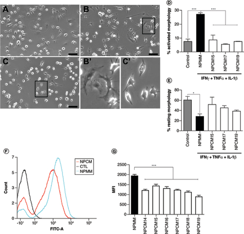 Figure 5. Mesenchymal stem cell-derived neural progenitor-conditioned media reduces activated morphology and phagocytic function of microglia. (A–C) Representative light microscopy images of microglia that were (A) unstimulated, or stimulated with IFN-γ, TNF-α and IL-1β in the presence of (B) unconditioned medium (NPMM) or (C) MSC-NP-conditioned medium. Boxed areas in (B) and (C) are shown at higher magnification in (B’) and (C’), respectively. Scale bar = 100 μm. (D & E) Quantitation of (D) activated and (E) resting morphology of stimulated microglia in the presence of MSC-NP-conditioned media from three individual MSC-NP cell lines (NPCM15, NPCM17 and NPCM19). (F) Representative histograms of microglia cultured in either NPMM or NPCM following phagocytosis of fluorescent beads. Control cells were cultured in NPMM without beads. (G) Quantitation of mean fluorescence intensity of microglia in the absence or presence of NPCM from six individual MSC-NP cell lines. Values represent mean ± standard deviation.*p < 0.05; ***p < 0.001.CTL: Control; MFI: Mean fluorescence intensity; MSC-NP: Mesenchymal stem cell-derived neural progenitor; NPCM: Neural progenitor-conditioned medium; NPMM: Neural progenitor maintenance medium.