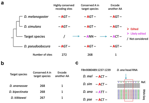 Figure 3. Inference of conserved editing with non-conserved recoding based on phylogeny. (a) Schematic diagram on how to search for the desired cases in a target species. (b) Summary of all cases found in 18 Drosophila species between D. melanogaster and D. pseudoobscura. (c) Visualization of particular cases where the codon in target species has changed but the orthologous adenosine is not edited. Edited adenosines in our three species are colored in red.