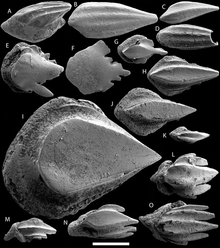 Figure 7. A–D: Loganellia cuneata; A. specimen GIT 791–2 from sample ID115822; B–D. NRM-PZ C6032–6034 from G02-139LJ. E–K. Paralogania ludlowiensis; NRM-PZ C6035–6041 from G02-139LJ. L–O. palmatilobate scales; NRM-PZ C6042–6045 from G02-139LJ. All in external view with forward facing left, except A (lateral view). Scale bar equals 200 μm.