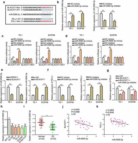 Figure 6. BLACAT1 upregulated PD-L1 via absorbing miR-5590-3p. (a) Binding sites between miR-5590-3p and BLACAT1 or PD-L1 predicted by StarBase website. (b) MiR-5590-3p level in TE-1 and EC9706 cells expressing miR-5590-3p overexpression or inhibition was detected by RT-qPCR. (c) Luciferase reporter assay identified the correlation between BLACAT1 and miR-5590-3p in TE-1 and EC9706 cells. (d) Luciferase reporter assay identified the correlation between PD-L1 and miR-5590-3p in TE-1 and EC9706 cells. (e) MiR-5590-3p level in TE-1 and EC9706 cells transfected with pcDNA3.1, oe-BLACAT1, si-NC, or si-BLACAT1 was detected by RT-qPCR. (f) PD-L1 level in TE-1 and EC9706 cells transfected with NC mimics, miR-5590-3p mimics, NC inhibitor, or miR-5590-3p inhibitor was detected by RT-qPCR. (g) PD-L1 level in TE-1 and EC9706 cells transfected with si-NC, si-BLACAT1, or si-BLACAT1+ miR-5590-3p inhibitor was detected by RT-qPCR. (h) MiR-5590-3p expression in EC cell lines (EC109, TE-1, TE-10, EC9706, and KYSE-410) and normal human esophageal epithelial cell line (HET-1A) was detected by RT-qPCR. (i) MiR-5590-3p expression in EC tissues (n = 32) and normal tissues (n = 32) was detected by RT-qPCR. (j) The correlation between BLACAT1 and miR-5590-3p in EC tissues was analyzed by Pearson’s correlative analysis. (k) The correlation between miR-5590-3p and PD-L1 in EC tissues was analyzed by Pearson’s correlative analysis. *P < 0.05, **P < 0.01.