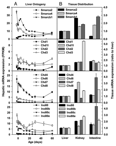 Figure 8. Hepatic ontogeny (A) and tissue distribution (B) of mRNAs of genes involved in chromosome remodeling in male C57BL/6 mice. (A) Liver from C57BL/6 mice of ages from Day 2 to Day 60. n = 3, mean ± SE. Y-axis represents mRNAs expressed as fragments per kilobase of exon per million reads mapped (FPKM). (B) Liver, kidney, and small intestine from C57BL/6 mice of 60 d old. n = 2, mean ± SE. Y-axis represents relative mRNA expression with values of liver set as 1.0.