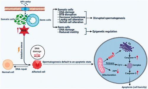 Figure 2. The cytotoxic effects of NPs on male germ cells and supporting cells. Schematic summary of potential biological effects and mechanism of NP impact on the male reproductive system.