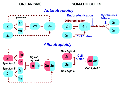 Figure 1. The pathways to tetraploidy in the evolution of species and somatic cells. Autotetraploid organisms result from whole genome duplication occurring either by doubling the genome of the zygote, or by the fusion of non-reduced gametes (dotted lines). Allotetraploid organisms are created by the fusion of gametes from different species with the subsequent duplication of the genome, or by fusion of non-reduced gametes (dotted lines). In somatic cells, tetraploidy is caused by either whole genome duplication (top panel), which can result from endoreduplication, cytokinesis failure, and fusion of identical cells, or by fusion that combines different cells (bottom panel). Note (dotted lines) that allopolyploids can be made by fusing somatic plant cells (protoplasts) in vitro and letting the resulting hybrids to develop into plants. 1n, 2n and 4n indicate haploid, diploid and tetraploid number of chromosomes.