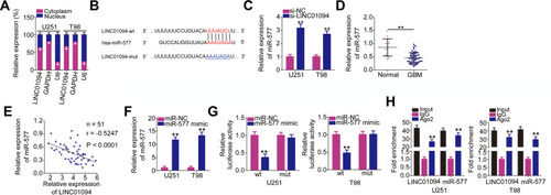 Figure 3 Long intergenic non-protein coding RNA 1094 (LINC01094) acts as a molecular sponge for microRNA (miR)-577 in glioblastoma (GBM) cells. (A) Subcellular fractionation was performed to test the localization of LINC01094 expression in U251 and T98 cells. (B) Bioinformatics prediction analysis predicted the site of binding between wild-type LINC01094 and miR-577. The mutant binding sequences are also shown. Hsa represents the meaning of human. (C) miR-577 expression in U251 and T98 cells transfected with si-LINC01094 or si-NC was detected by quantitative reverse transcription polymerase chain reaction (RT-qPCR). (D) miR-577 expression was detected in 51 GBM tissues and 14 normal brain tissues using RT-qPCR. (E) Pearson’s correlation coefficient analysis was performed to determine the association between LINC01094 and miR-577 expressions in 51 GBM tissues (r = −0.5247, P < 0.0001). (F) The efficiency of miR-577 mimic in U251 and T98 cells was quantified using RT-qPCR. (G) U251 and T98 cells were cotransfected with miR-577 mimic or negative control miRNA mimics (miR-NC) and plasmids encoding wild-type (LINC01094-wt) or mutant LINC01094 (LINC01094-mut). After 48-h culture, luciferase activity in the cells was analyzed using the Dual-Luciferase Reporter Assay System. (H) RNA immunoprecipitation assay was performed to verify the interaction between LINC01094 and miR-577 in U251 and T98 cells. **P < 0.01.