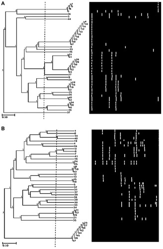 Figure 3 Dendrogram of 44 P. aeruginosa isolates using the UPGMA algorithm and Dice coefficient for tDNA-PCR typing (A) and ERIC-PCR typing (B). Patterns are schematically represented.