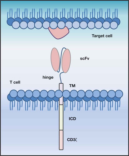 Figure 1. Schematic representation of a second generation, conventional CAR-T cell. CAR-T cells target surface antigens directly in a major histocompatibility class-independent manner. They consist of an extracellular antigen recognition domain (ECD), conventionally a single chain variable fragment (scFv), which is linked via hinge region (hinge) to a transmembrane domain (TM), followed by an intracellular costimulatory domain (ICD) and a CD3ζ signaling domain.