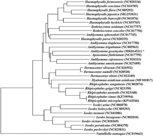 Figure 1. Phylogenetic relationships of Amblyomma geoemydae and other species based on mitochondrial sequence data.