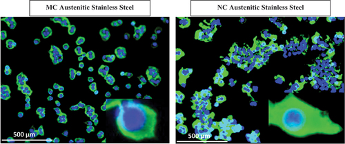 Figure 3(ii). Fluorescence micrographs representing immunocytochemistry of fibronectin by fibroblasts after 2 days on (a) MC and (b) NC surfaces. A higher fluorescence intensity and expanded network of fibronectin expression along with higher cell density is observed after labelling of cell nuclei with DAPI. Inset is the magnified view of the cell [Citation7–9].