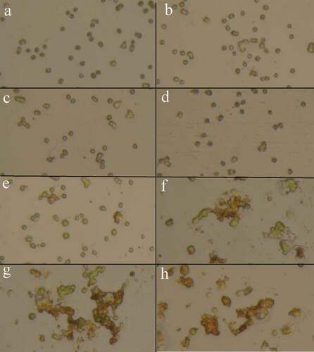 Figure 4. Microscopic appearance of the C. vulgaris cells exposed to various concentrations of MNPs (a: 0, b: 25, c: 50, d: 100, e: 200, f: 400, g: 600, and h: 800 µg/mL), increase in nanoparticles concentration resulted in the cells agglomeration