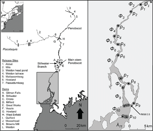 FIGURE 1. Map of the Penobscot River watershed in Maine, showing the locations of tributaries, dams, and release sites in the Penobscot River (left panel). The right panel shows the locations of acoustic receivers used to detect Atlantic Salmon smolts in the estuary. Parameters associated with Cormack–Jolly–Seber survival models are as follows: detection probability at each location following release (pt), apparent survival within reaches between locations (φt), and λ11 (product of φ11in the final reach and p11 at the final receiver location). There were 40 receivers in the bay that are not shown. The asterisk indicates the point of virtual release in the estuary for Cormack–Jolly–Seber models.