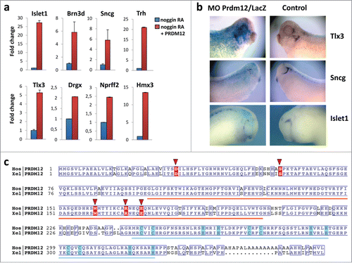 Figure 1. Prdm12 gain and loss of function affects expression of sensory neuronal markers in Xenopus. (A) Real-time qPCR analysis to assess the expression of the indicated genes in stage 28 animal cap explants isolated from Xenopus embryos injected with noggin mRNA, mouse Prdm12 mRNA and treated with retinoic acid (RA) as indicated. Expression levels (fold increase ± SD) were normalized to GAPDH and compared to the expression level of noggin-injected RA treated caps, which was arbitrarily defined as 1. (B) Lateral views of Xenopus tailbud or tadpole stage embryos injected unilaterally with Prdm12 antisense morpholinos (MO) and hybridized with the indicated antisense probes. The injected side is revealed by LacZ staining in blue. Note that all sensory markers tested are upregulated upon Prdm12 overexpression in caps, and in Prdm12 morphant embryos their expression is reduced in trigeminal and epibranchial placodes. (C) Sequence alignment of Homo sapiens (Hos) and Xenopus laevis (Xel) PRDM12 proteins. Orange and blue bars indicate the positions of the SET (PF00856) and ZnF_C2H2 (SM00355) domains, respectively. Conserved residues are boxed. Light blue boxes highlight Cys and His residues which bind the Zn ions. Residues found to be mutated in patients are highlighted with red background and red triangles. NCBI protein accessions NP_067632 and NP_001079854. Alignment was rendered using ESPript (PMID: 24753421 deciphering key features in protein structures with the new ENDscript server).