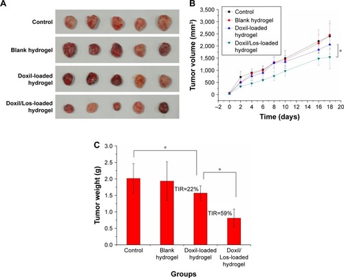 Figure 11 Therapeutic efficacy evaluation of different treatments on 4T1 tumor growth in nude mice.Notes: (A) Photographs of excised tumors from each treatment group after sacrifice at 18 days. (B) Primary tumor growth curves of mice receiving different treatments (n=5, mean ± SD). (C) Weight of excised tumors from each treatment group after sacrifice at 18 days (n=5, mean ± SD). Compared with the control group, the tumor weight after treatment with Doxil-loaded and Doxil/Los-loaded hydrogels was significantly reduced. The TIRs of the Doxil-loaded and Doxil/Los-loaded hydrogels were calculated as 22% and 59%, respectively. *P<0.05.Abbreviations: Doxil, liposomal doxorubicin; Los, losartan; TIR, tumor inhibitory rate.