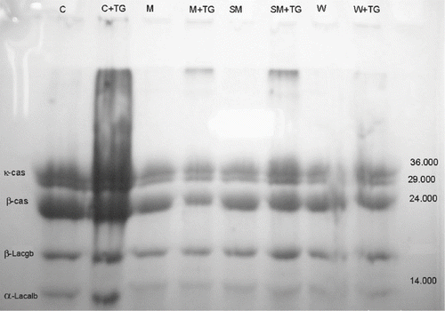 Figure 4 SDS-PAGE of condensed milk, milk, skimmed milk, whey—with or without TGase.