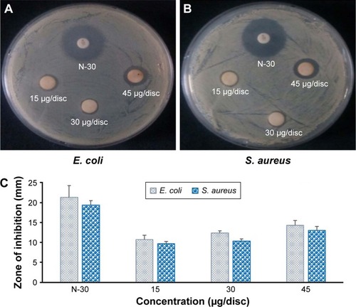 Figure 5 Antibacterial activity of BG-AgNps against Escherichia coli (A) and Staphylococcus aureus (B). Zone of inhibition of DH-AgNps and Neomycin as standard antibiotics as control against E. coli and S. aureus (C).Abbreviations: BG, black ginseng; AgNps, silver nanoparticles; AuNps, gold nanoparticles.