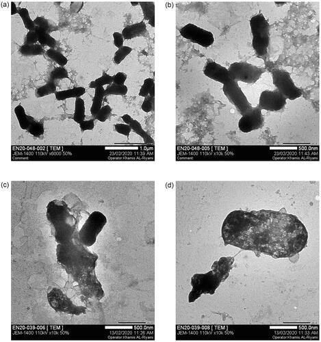 Figure 13. Cell wall damage of E. aerogenes. (a) Untreated E. aerogenes at 1 µm and (b) at 500 nm were used as control, whereas (c) and (d) present the bacterial cell wall damage of E. aerogenes after treatment with Gemi-AgNPs at 500 nm.