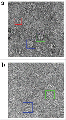 Figure 2. Electron Micrographs of Hsp60 and GroEL. a) Negative stain electron micrograph showing APO-Hsp60 side views (blue box), Hsp60 top views (green box), and Hsp10 heptamers (red box). The particle contrast was inverted using EMAN2 so that the particles appear white on a dark background. b) Cryo-EM micrographs showing GroEL side views (blue box), and GroEL top views (green box). Figure was adapted and modified from Elad et al. (Citation2007).