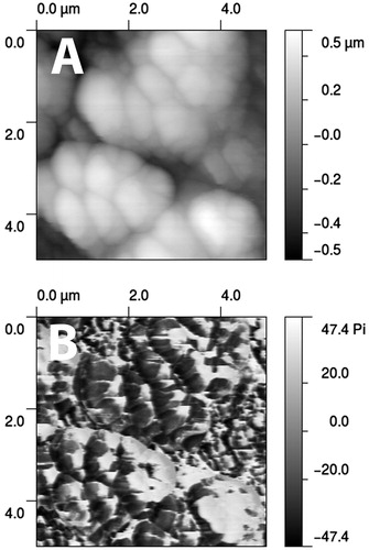 Figure 12. Biofilm of S. aureus grown on hydroflouric acid etched glass slides. (A) Height image recorded in tapping mode. (B) Phase mode image of the same region which maps the elasticity of the region (darker signifying smaller phase difference and hence a more elastic response from the “tap”). © Alokmay Datta. Reuse not permitted.