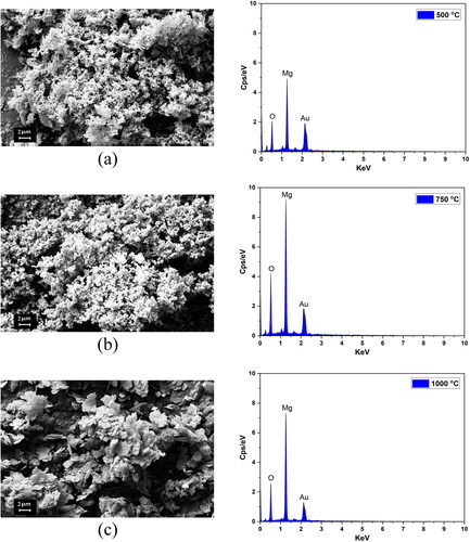 Figure 5. FESEM images and EDS spectra of the MgO samples annealed at temperatures of (a) 500 °C, (b) 750 °C and (d) 1000 °C.