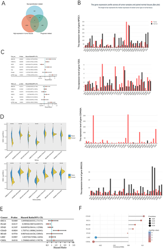 Figure 1 Exploration of neural infiltration-associated genes in colorectal cancer. (A) Combining the Ensembl database and The Cancer Genome Atlas database to obtain the Venn diagram of colon cancer neural invasion-related genes; (B) Expression validation of four crossover genes in the GEPIA database; (C) The survival analysis forest plot of crossover genes; (D) Expression level of neural proliferation differentiation and control-1 (NPDC1) in digestive system tumors database, Genotype Tissue Expression database; (E) Forest plot: The P value, risk coefficient and confidence interval of a gene in multiple tumors are analyzed by univariate Cox regression; (F) Tumor mutational burden of NPDC1 in the digestive system.