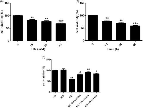 Figure 6. Effects of Ori on cell viability.(A) HK-2 cells were treated with different concentrations of HG (0, 10, 20, or 30 mM) for 48 h, after which their viability was detected via CCK-8 assays. (B) HK-2 cells were treated with HG (30 mM) for different durations (0, 12, 24, and 48 h), and their viability was detected by CCK-8 assays. (C) HK-2 cells were pretreated with different concentrations of Ori (2.5, 5, or 10 μM) for 2 h and then treated with 30 mM HG for 48 h, after which their viability was detected via CCK-8 assays. **p < 0.01 vs. the NG group; ***p < 0.001 vs. the NG group; #p < 0.05 vs. the HG group; ##p < 0.01 vs. the HG group; HG: high glucose; CCK-8: Cell Counting Kit-8; NG: normal glucose control (5.5 mmol/L glucose); MG: mannitol control (19.5 mmol/L mannitol + 5.5 mmol/L glucose); NG + Ori: 5.5 mmol/L glucose + 5 μmol/L oridonin; HG: 30.0 mmol/L glucose; HG + Ori: 30.0 mmol/L glucose + 5 μmol/L oridonin.