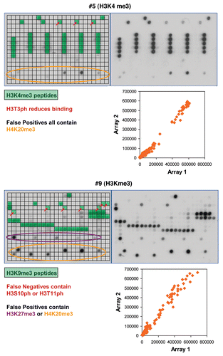 Figure 3 Examples of antibody specificity analysis. The upper part of each panel shows the image of the array. Peptide spots are annotated on the left copy of the duplicates, color coded as described below the image. On the left side, spots are annotated as follows: all peptides containing the primary PTM are shaded in green, false negatives (or very weakly bound peptides which contain the primary PTM) are highlighted with red arrows. False positives are encircled in orange or violet color. The secondary PTMs present in the false negative, and false positive spots are specified below the pictures. In the lower part a scatter plot of the binding intensities to both repeats is shown.