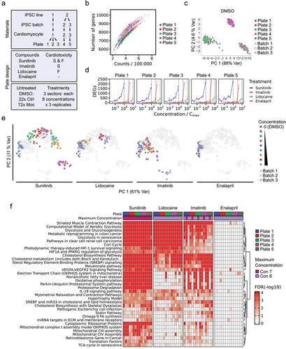 Figure 2. Robustness of compound treatment responses in hiPSC-derived CMs. a) Scheme of CM origin and assay design. b) Number of identified genes by ScreenSeq with at least five UMI vs. transcript counts, including compound-treated and DMSO samples. c) PCA of normalized gene-level counts of the top 500 variable genes in DMSO control samples. d) DEGs over Cmax-normalized compound concentrations. Lines represent plate means, and points represent DEGs per treatment sector. e) PCA of expression fold-changes of the top 500 variable genes vs. intra-plate DMSO controls. Principle components were calculated with all treatments, and individual treatments are highlighted in the individual plots. f) WikiPathway enrichment heatmap of compound treatments. Pathways with significant enrichment in at least one treatment below 25x Cmax are displayed. The most significant false discovery rate (FDR) value in the tested concentration range is shown for each treatment sector.