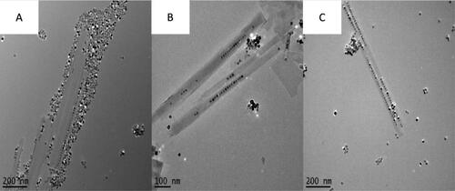 Figure 2. Figure showing the effects of stirring before heating when synthesising BaTiO3@hexaniobate nanopeapods. (A) Reaction 10, sample was only stirred for 5 min with barium titanate particles introduced. (B) Reaction 13, sample was stirred for 1 h with particles introduced. (C) Sample with stirred for 1 h without the particles added. After the 1-h time passed, sonicated particles were added in before heating occurred.