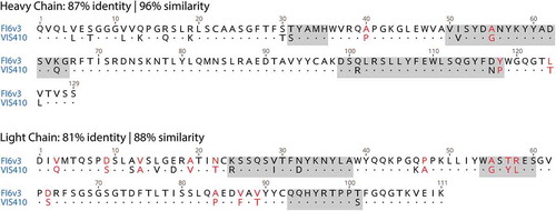 Figure 1. VH and VL alignment of FI6v3 (PDB file 3ZTJ) and VIS410 (Ab 044) FI6. Non-conservative substitutions depicted in red font. CDRs are highlighted in gray according to Kabat’sCitation23 definition.