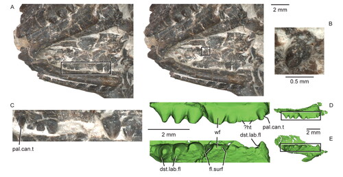 Figure 16. The palatine teeth of the holotype specimen (USNM PAL 722041, ‘skull block’) of Opisthiamimus gregori gen. et sp. nov. A, extended depth of field stereophotopair of the palatal region of the skull in left ventrolateral view; B, close-up of the isolated palatine tooth of the right palatine in occlusomedial view as shown in the box in the right stereophoto in A; C, close-up of the lateral tooth row of the right palatine in occlusolingual view as shown in the box in the left stereophoto in A; D, E, virtual three-dimensional renderings of the left palatine lateral tooth row in D, lingual, and E, occlusal views. Boxes at D and E indicate the regions of the left palatine enlarged and labeled to their left. Abbreviations: dst.lab.fl, distolabial flange; fl.surf, flattened surface; ?ht, hatchling teeth or shallowly set mature teeth; pal.can.t, caniniform tooth of the palatine; wf, wear facet.