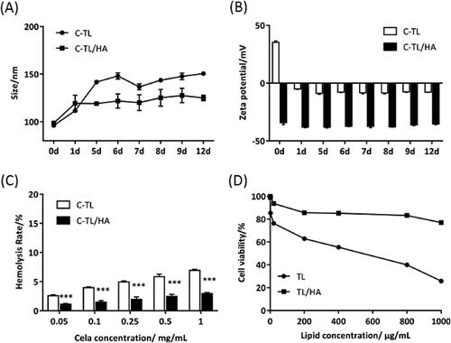 Figure 4. Particle size (A) and zeta potential (B) of different liposomes after incubation with 10% FBS for different time. (C) Hemolysis rate of C-TL and C-TL/HA under different Cela concentrations, ***p < 0.001, vs C-TL. (D) Cell viability of 293 T cells after treatment with TL and TL/HA for 24 h.