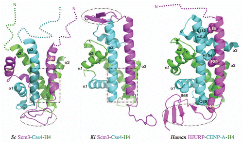 Figure 1 Comparison of the structures of the Kl and Sc Scm3-Cse4-H4 and human HJURP-CENP-A-H4 complexes. The dashed open ovals indicate the regions that are occupied by DNA in the nucleosome structures. The dashed open squares indicate the regions that have similar structures. In the case of the Sc complex, this region is necessary and sufficient for specific recognition between Scm3 and Cse4/H4. The colored dashed lines represent the disordered regions.