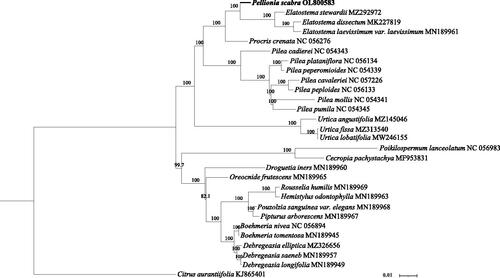 Figure 1. Maximum-likelihood tree of protein-coding gene sequences from the complete chloroplast sequences of Pellionia scabra Benth.1861 (Urticaceae) and 28 other plant species. The analysis was performed using 77 homologous protein-coding genes. Node values indicate bootstrap support (1000 replicates).