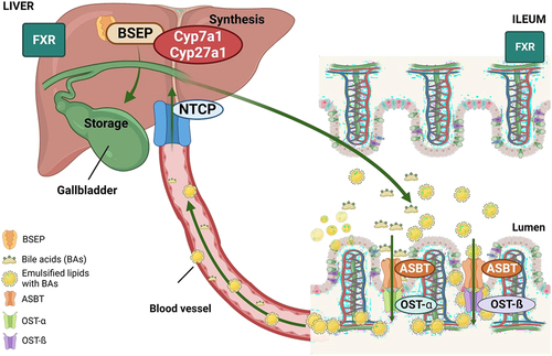 Figure 8. Enterohepatic BA cycle. Bile synthesis is performed in the liver by Cyp7a1 and Cyp27a11 enzymes. When synthesis is completed, BA are released in the bile canaliculi through the BSEP pump and stored in the gallbladder. In the ileum, bile salts are absorbed by ASBT and efluxed by OST-α/β to the circulation. Back to the liver they are uptaken by NTCP, a transporter located in the basolateral membrane of the hepatocytes. ABST, apical sodium-bile acid transporter; BSEP, bile salt export pump; FXR, farnesoid X receptor; NTCP, sodium taurocholate co-transporting polypeptide; OST, organic solute transporter.