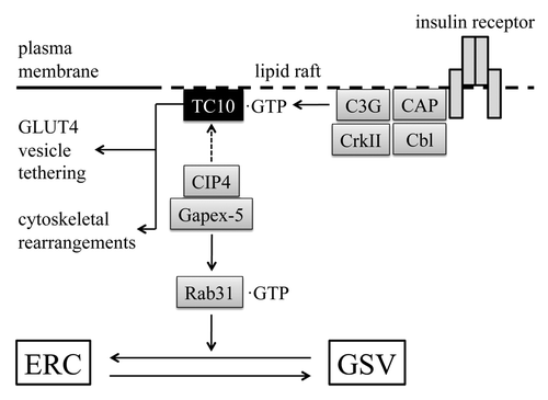 Figure 5. Role of TC10 downstream of the insulin receptor in adipocytes. Insulin stimulates the formation of a signaling complex consisting of CAP, Cbl, CrkII, and the GEF C3G. Activated TC10 recruits Gapex-5, a GEF for Rab31, to the plasma membrane through the interaction with CIP4. Rab31 in turn fails to be activated, and GLUT4 trafficking from ERC to GSV is released from the negative regulation by Rab31. TC10 is also implicated in the regulation of GLUT4 vesicle tethering to the plasma membrane through the interaction with the exocyst complex and actin cytoskeletal rearrangements. ERC, endosomal recycling compartment; GSV, GLUT4 storage vesicle.