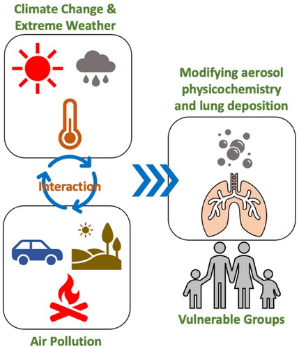 Figure 1. Interplay between climate change, air quality, and respiratory health, with specific emphasis on the deposition of particulates in the lungs. Climate change has the potential to heighten the severity of air pollution and alter the size, spread, and chemical composition of particulates. These changes can in turn impact their deposition in the lungs and corresponding health effects. Respiratory health conditions such as asthma, COPD, infectious disease and lung cancer in adults and children, can be especially influenced by these alterations in air quality under climate change.