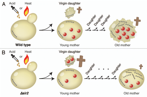 Figure 1 Virgin daughters are more sensitive to acetic acid or heat stress than young mothers in (A) wild type and (B) Δsir2 strain. Crosses represent stress-induced death, where the size of the cross correlates with the death rate. Each scar depicts a division event. The red circles represent the total amount of damage, which is in wild type retained by the mother cell and in the Δsir2 strain distributed between the mother and the daughter. Thus, virgin Δsir2 daughters are more sensitive to stress than virgin wild-type daughters. Old Δsir2 mothers, on the other hand, are less sensitive to stress than old wild-type mothers, because Δsir2 mothers accumulate less damage.