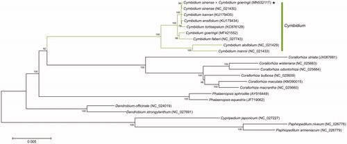 Figure 1. Maximun likelihood phylogenetic tree inferred from chloroplast genome sequences of 22 orchid species. Numbers on nodes indicate bootstrap values. Black star indicates the Cymbidium hybrid sequenced in this study.