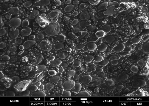 Figure 13. SEM images of ZnO nanoparticles synthesized from Eucalyptus globulus Labill. Leaf extract.