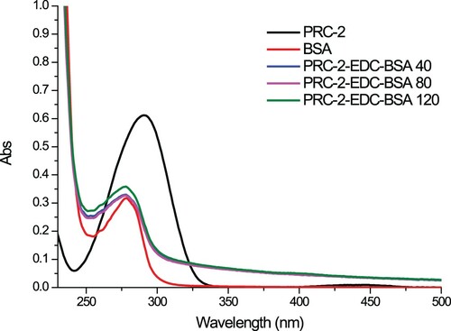 Figure 2. The UV spectra characterization of PRC, PRC-EDC-BSA, and BSA.