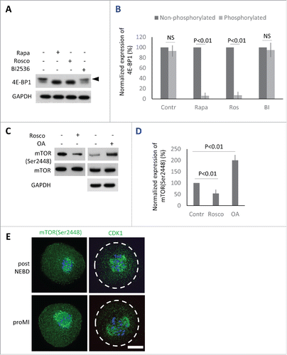 Figure 3. Protein kinases phosphorylating 4E-BP1 in the oocytes. (A) Detection of 4E-BP1 by immunoblotting in the oocytes treated with specific inhibitors Rapa (100 nM), Rosco (10 µM), or BI2536 (100 nM) post-NEBD. Arrowhead marks the presence of upper band (phosphorylation shift) of 4E-BP1 in the oocytes treated for 2 h post-NEBD, GAPDH was used as a loading control, a typical experiment from at least 3 replicates is shown. (B) Quantification of non-phosphorylated and phosphorylated form of 4E-BP1 in the post NEBD oocytes. Data are presented as mean ± SD, Student's t-test, NS = non-significant. (C) CDK1 effect on mTOR phosphorylation in the oocytes treated by Rosco (10 µM) or OA (1 µM). Immunoblot was probed with mTOR(Ser2448) and control (mTOR and GAPDH) antibodies. Twenty oocytes were used per sample. (D) Presence of mTOR(Ser2448) normalized to the mTOR in the Rosco or OA treated oocytes. Data are presented as mean ± SD, Student's t-test. (E) Localization of mTOR(Ser2448) and CDK1 in the post NEBD and pro-MI stage oocytes, n ≥ 30, phospho-specific antibody (green) and DNA (blue). Scale bar = 20 µm.